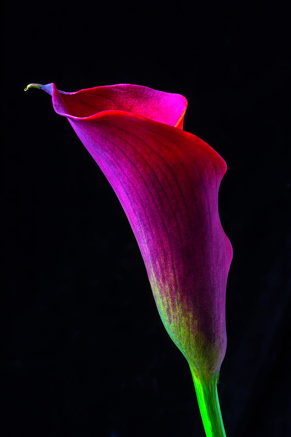 Red Calla Lily Photograph by Garry Gay