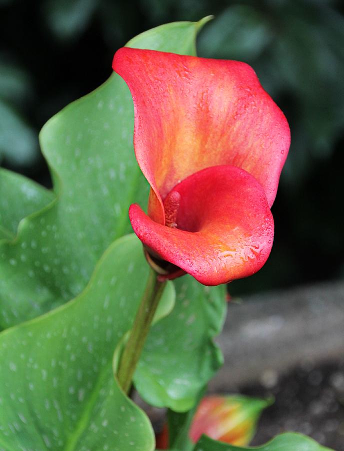 Red Calla Lily Photograph