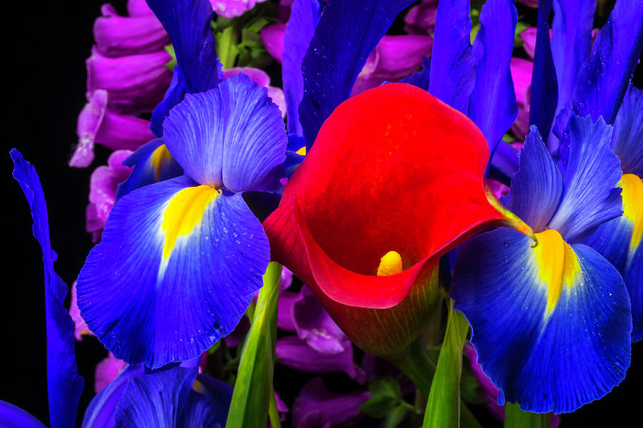 Red Calla Lily With Blue Iris Photograph by Garry Gay