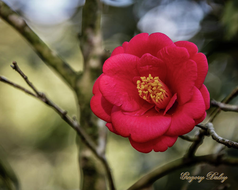 Red Camelia 05 Photograph by Gregory Daley  MPSA