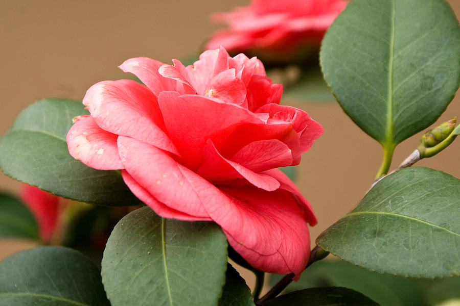 Red CamelliaFresno CA Photograph by James Gay