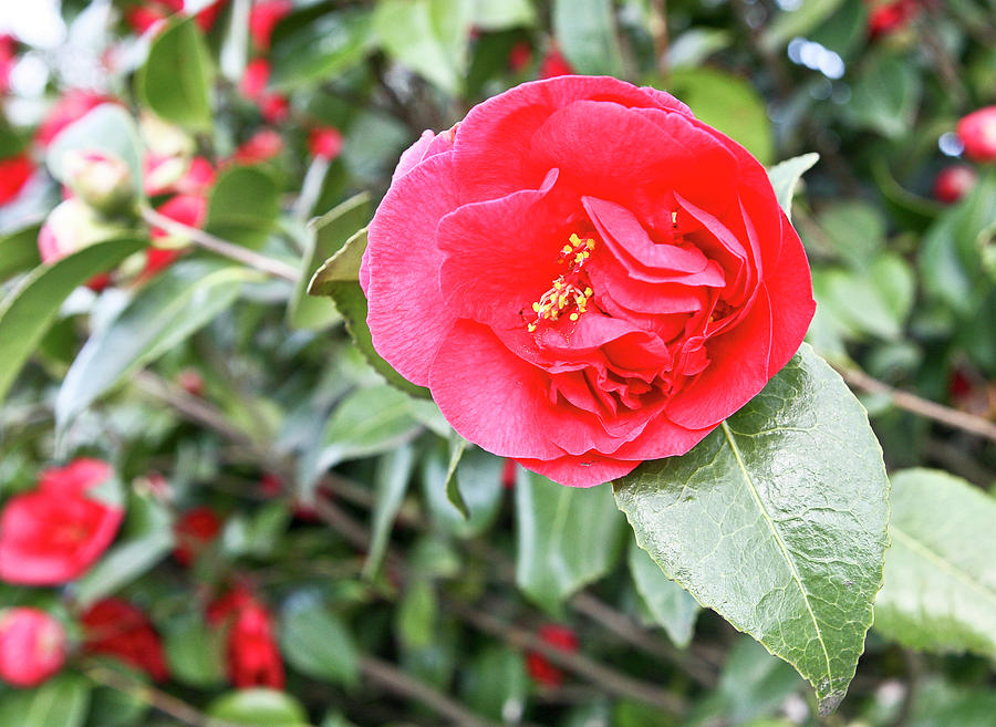 Red Camila Photograph by Liz Santie - Fine Art America