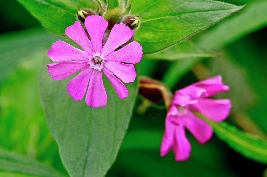 Red Campion - Fairy flower. Photograph by Elena Perelman