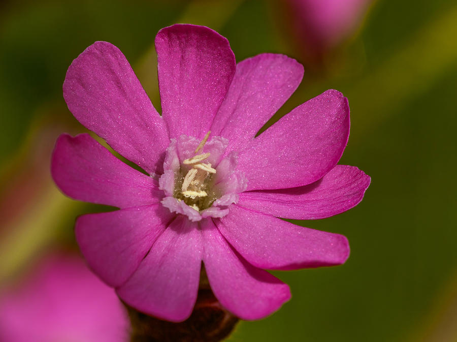 Red Campion Photograph by Nick Bywater