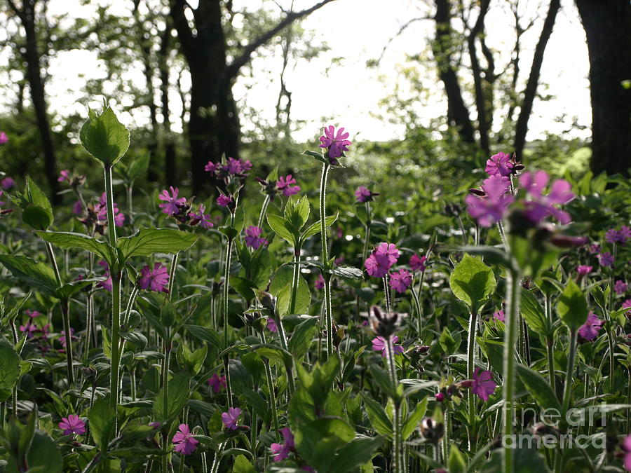 Red Campion Photograph by Richard Brookes