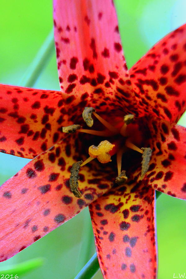 Red Canada Lily Photograph by Lisa Wooten