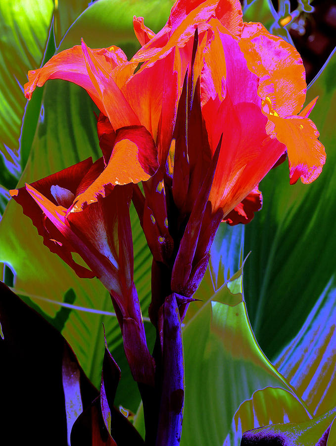 Red Canna Fire Photograph by M Diane Bonaparte