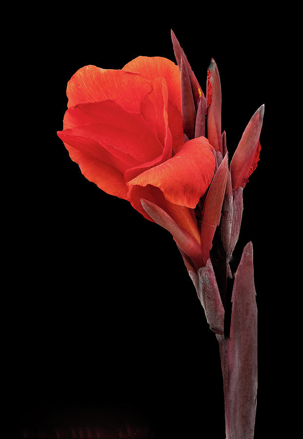 Red Canna Photograph by Floyd Hopper