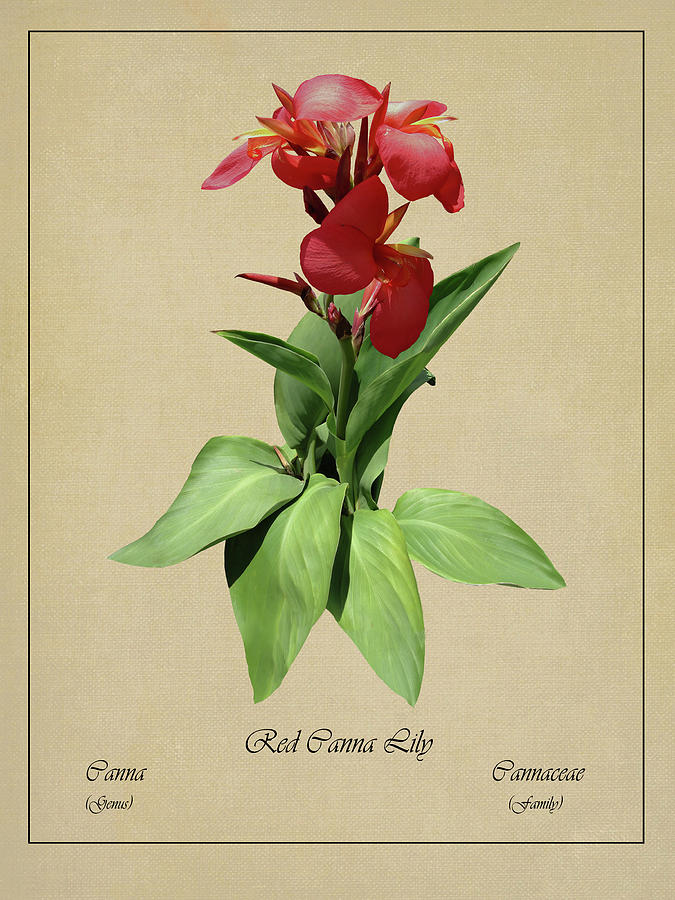 Red Canna Lily Botanical Digital Art by M Spadecaller