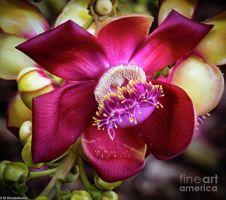 Red Cannonball Tree Flower Photograph by Mitch Shindelbower