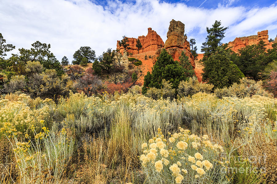 Red Canyon Area Utah Photograph by Ben Graham