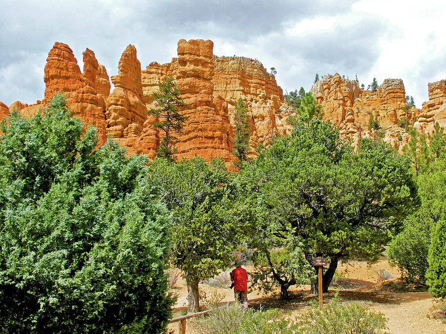 Red Canyon in Dixie National Forest, Utah Photograph by Ruth Hager