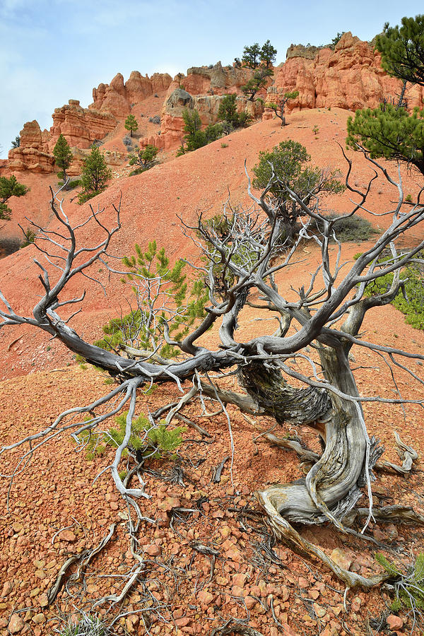 Red Canyon Juniper Photograph by Ray Mathis