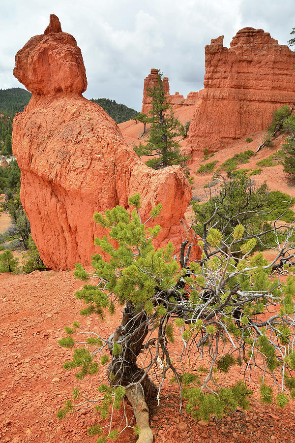 Red Canyon Turret Photograph by Ray Mathis