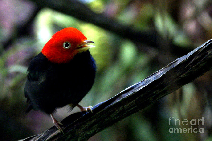 Red capped Manakin Photograph by DiDi Higginbotham - Fine Art America