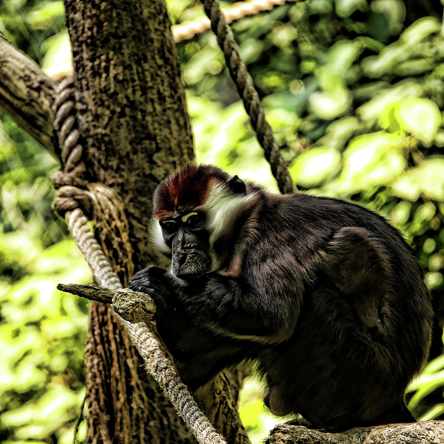 Red-Capped Mangabey Photograph by Judy Vincent