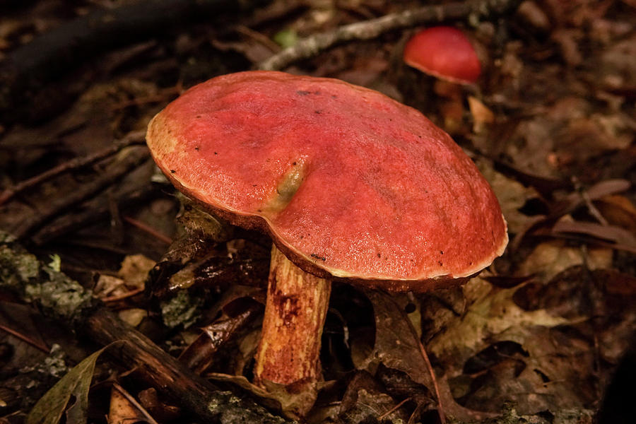 Red Capped Mushroom with Cleft Photograph by Douglas Barnett