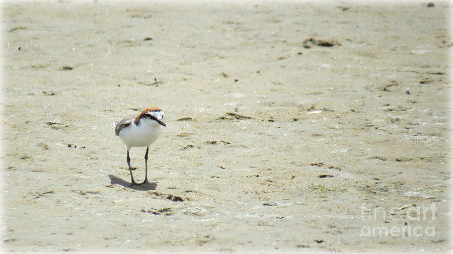 Red Capped Plover Photograph by Evie Hanlon