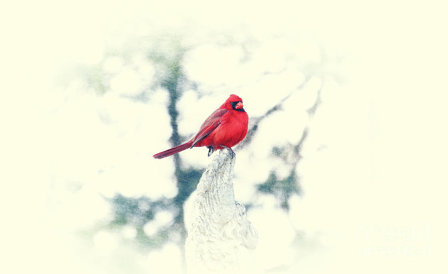 Red Cardinal on Angel Wing Photograph by Charline Xia