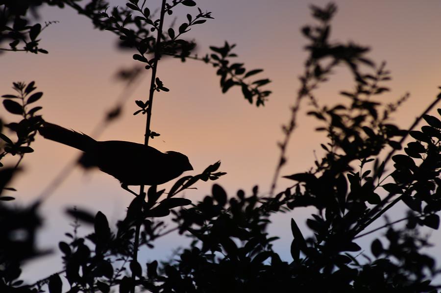Red Cardinal at Dusk 2 Photograph by Warren Thompson