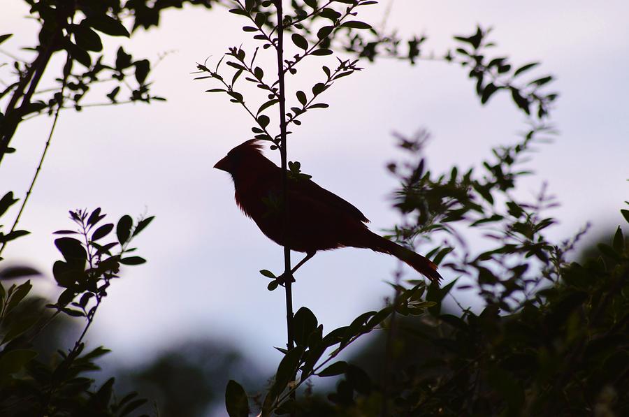 Red Cardinal at Dusk Photograph by Warren Thompson