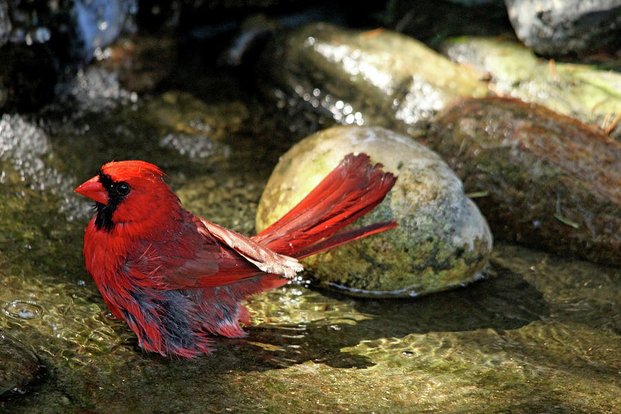 Red Cardinal Bathing Photograph by Debbie Oppermann