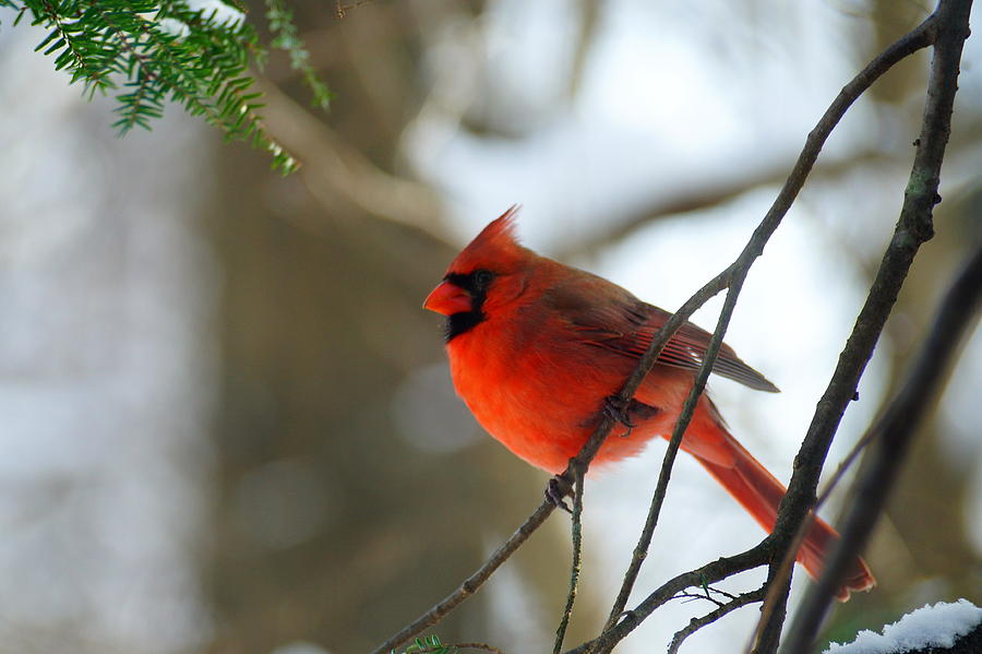Red Cardinal Photograph by Beth Collins