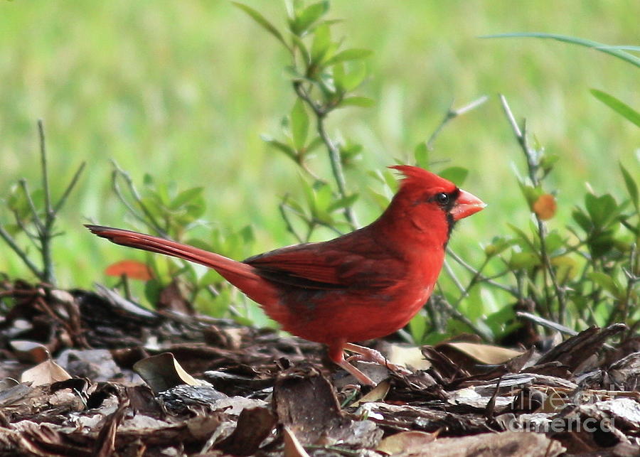 Cardinal Photograph - Red Cardinal by Carol Groenen