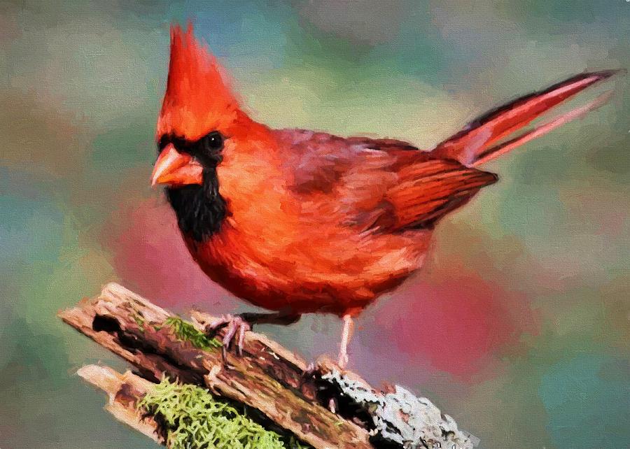 Red Cardinal Digital Art by Charmaine Zoe