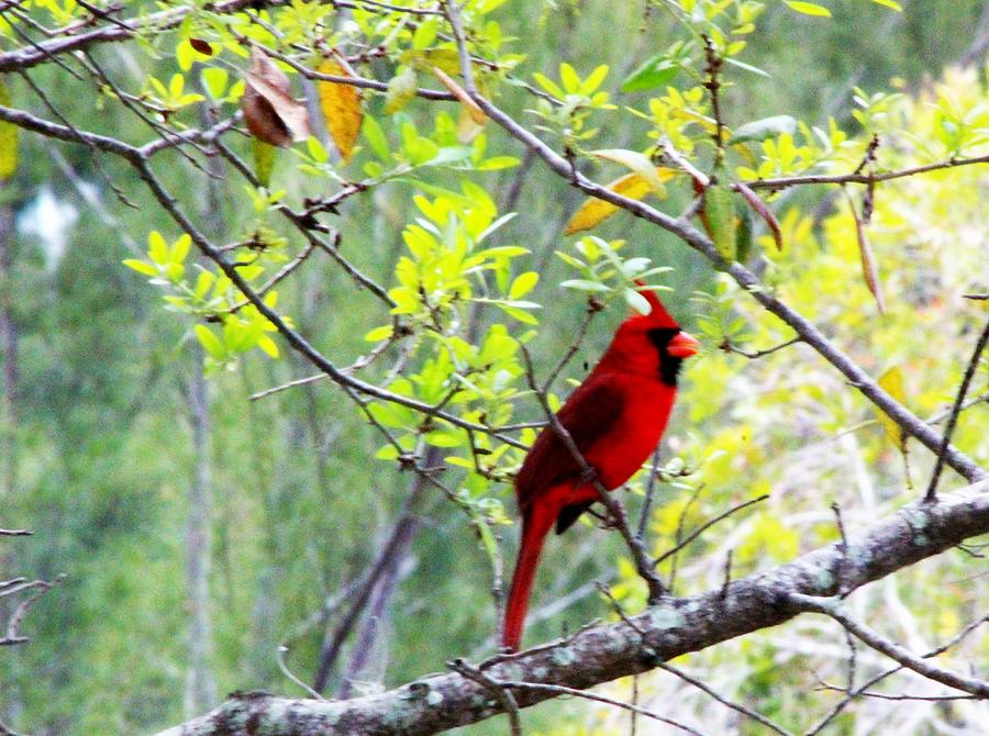 Cardinal Photograph - Red Cardinal by David Zuhusky