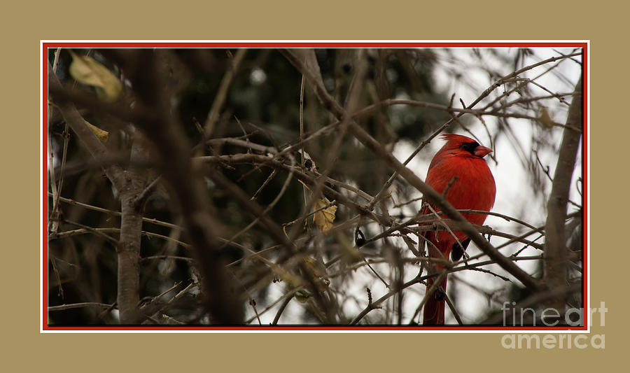 Red Cardinal Photograph by Deborah Klubertanz
