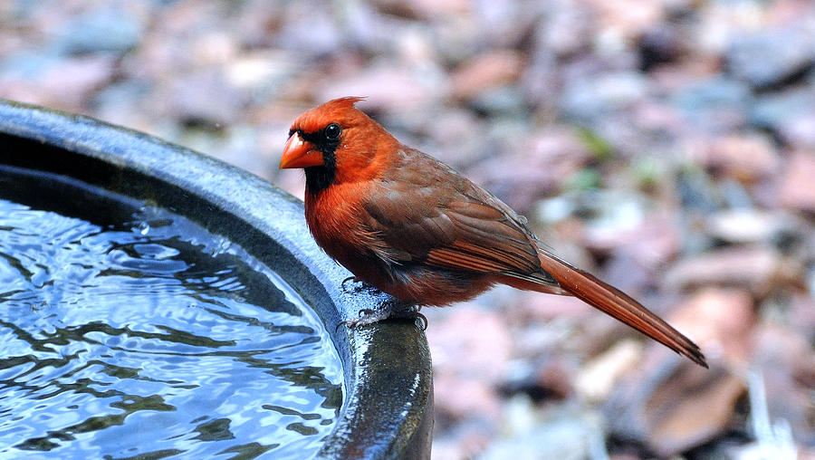 Red Cardinal Photograph by Donna Proctor