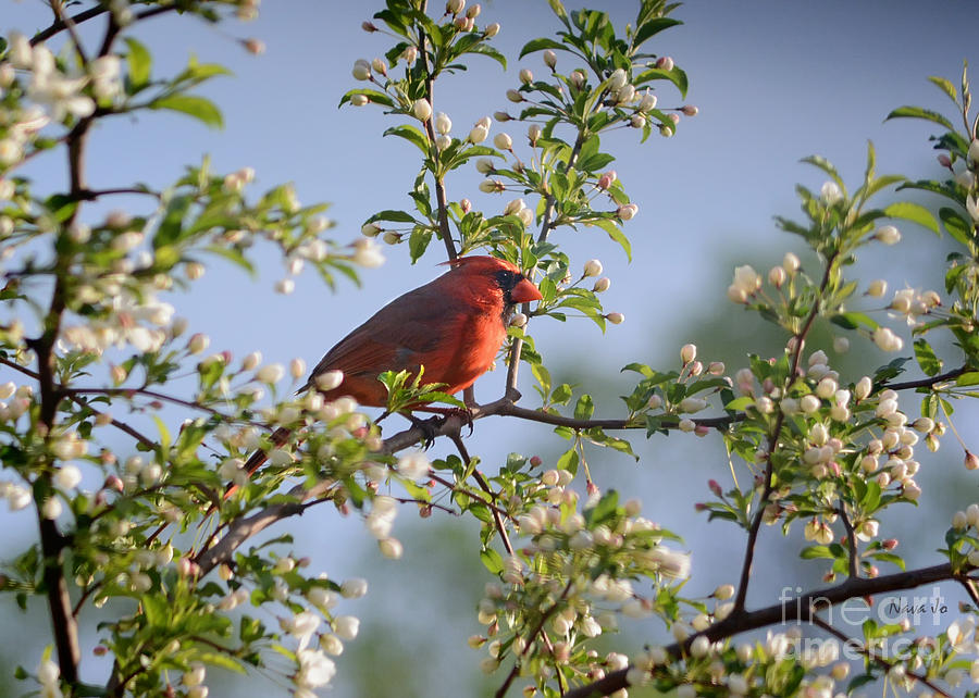 Red Cardinal Flowering Tree Photograph by Nava Thompson