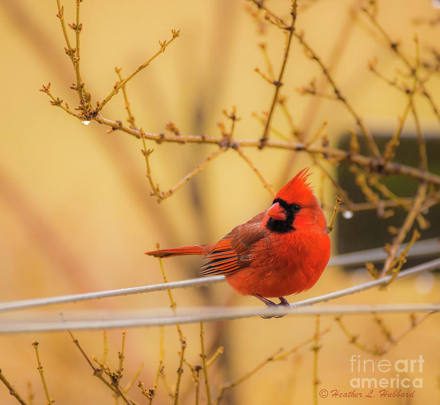 Red Cardinal Photograph by Heather Hubbard