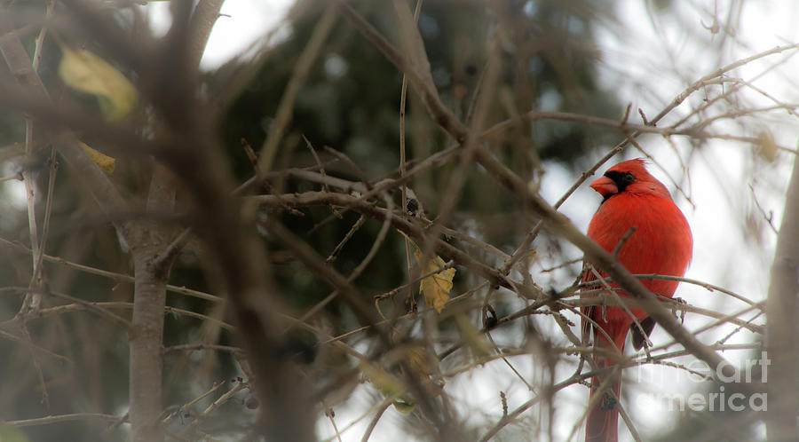 Red Cardinal II Photograph by Deborah Klubertanz