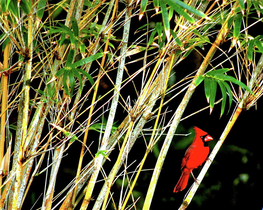 Little red cardinal in Hawaiian Bamboo forest  Photograph by Lehua Pekelo-Stearns
