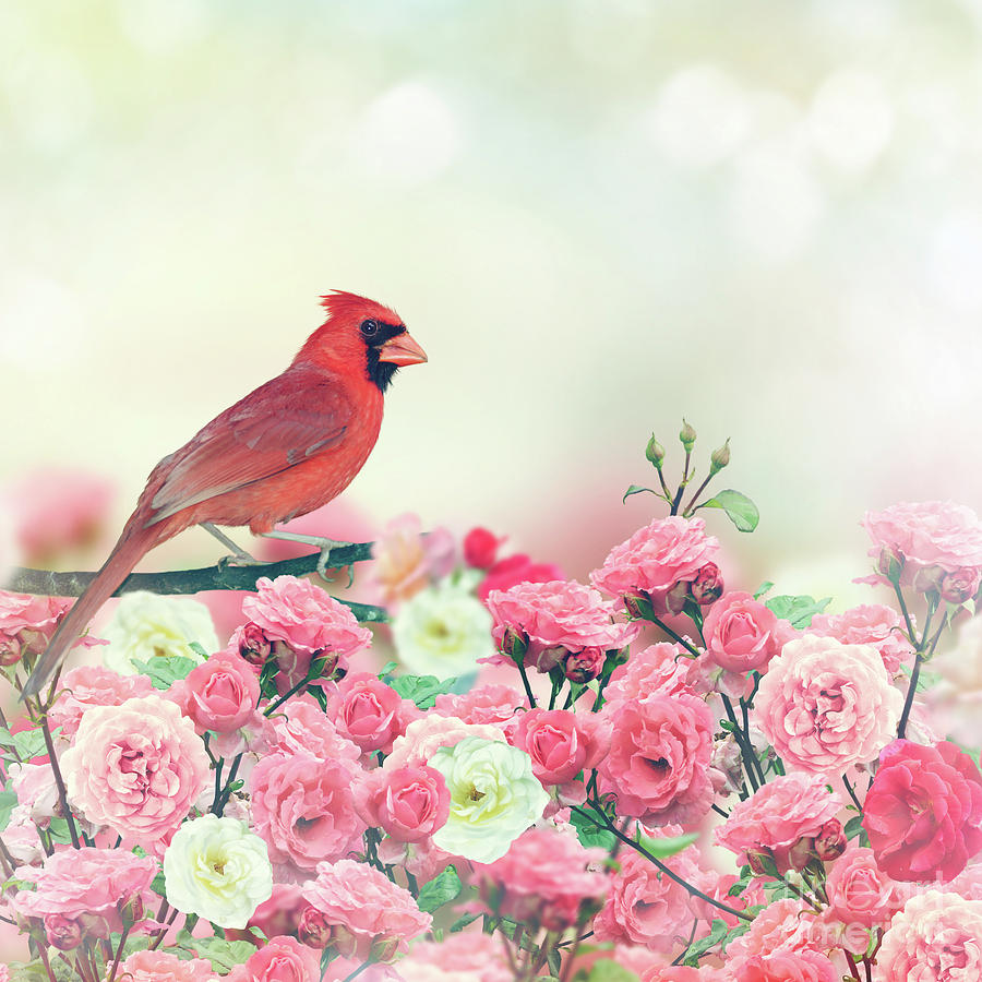 Red Cardinal In Rose Garden Photograph by Svetlana Foote - Fine Art America