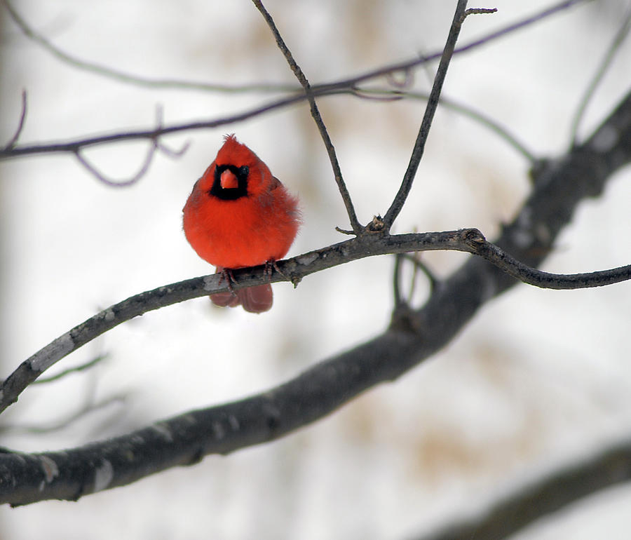 Red Cardinal in Snow Photograph by Marie Hicks
