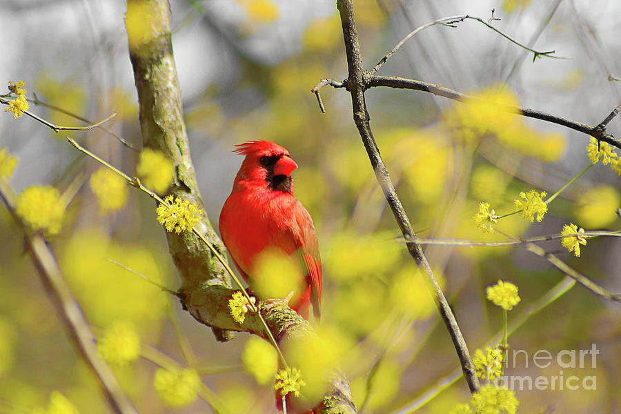 Red Cardinal Among Spring Flowers Photograph by Charline Xia