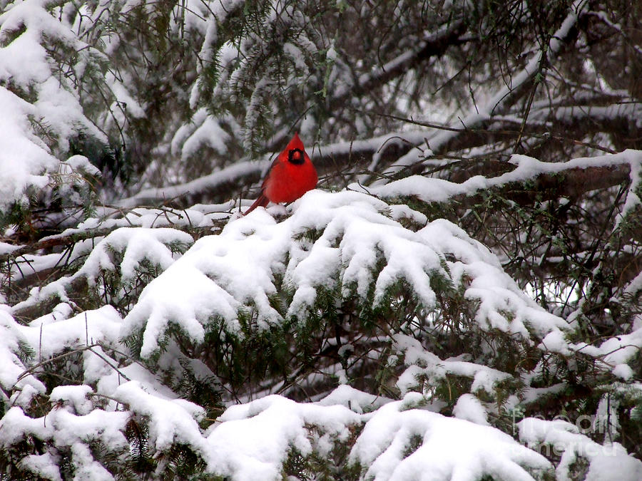 Red Cardinal in the Snow Photograph by Kristen Fox