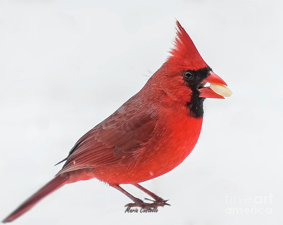 Red Cardinal In The Snow Photograph by Maria Costello