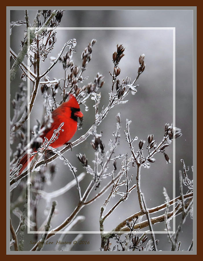 Red Cardinal In Winter, Framed Photograph by Sandra Huston