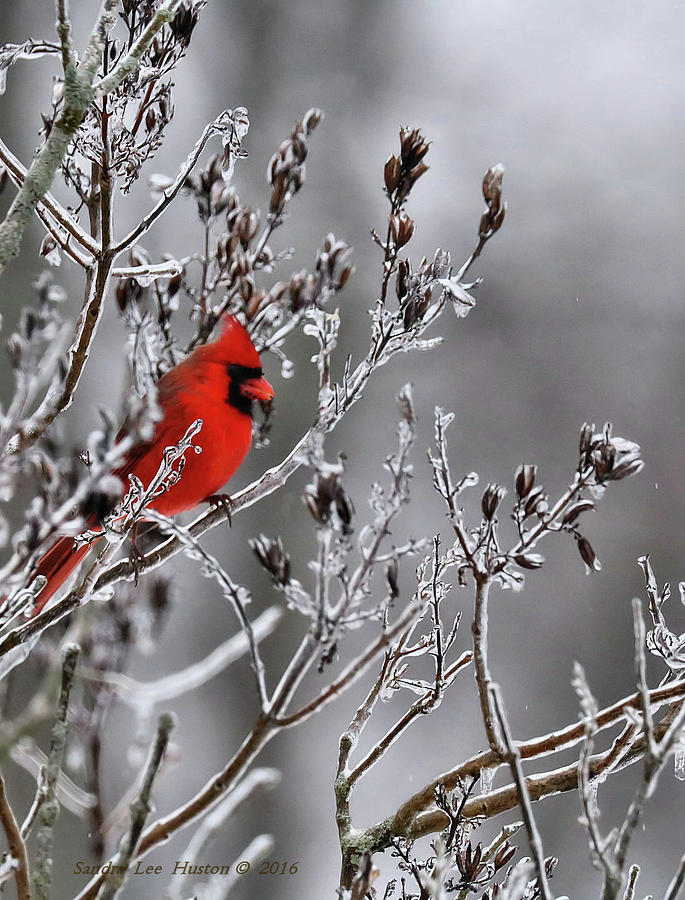 Red Cardinal In Winter Photograph by Sandra Huston