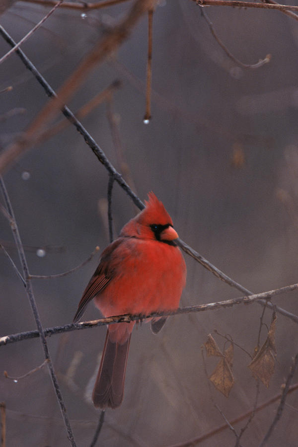 Red Cardinal Photograph by John Harmon