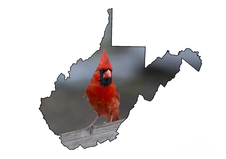 Red cardinal looking for food Photograph by Dan Friend