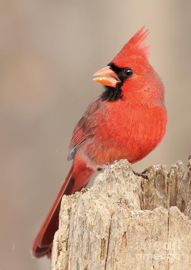 Red Cardinal Photograph by Mircea Costina Photography