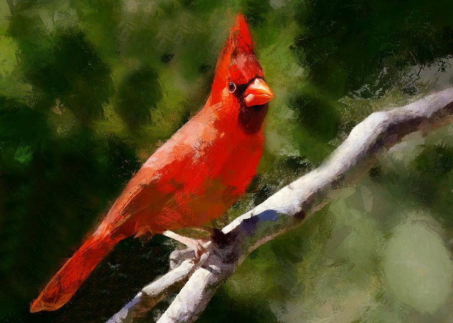 Red Cardinal on a branch Digital Art by Charmaine Zoe