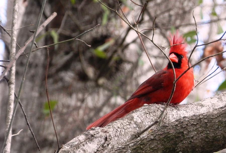 Red Cardinal Daddy On Duty Photograph by Belinda Lee