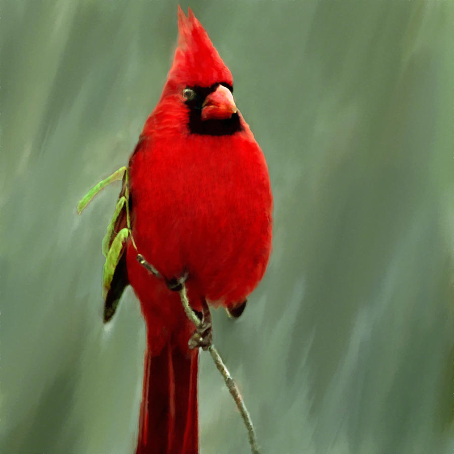 Red Cardinal Painting Photograph