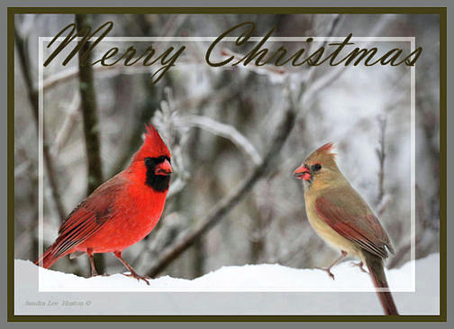 Red Cardinal Pair - Merry Christmas Card Photograph by Sandra Huston